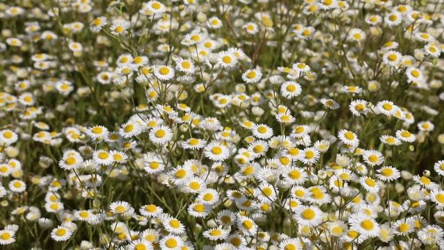 Эту музыку можно слушать вечно !!!Успокаивающая музыка - Инструментальная музыка для расслабления !