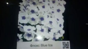 Флокс. Виды, описание, посадка и уход.