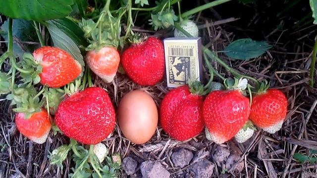 Азия -ранний сорт клубники -крупноплодный . смотреть онлайн