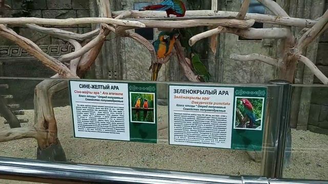 Кого мы видели в Минском зоопарке? Наши летние каникулы)) смотреть онлайн