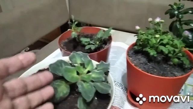 Как избавиться от мошек в цветах? 100 % результат! смотреть онлайн