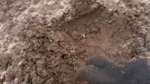 Выращивание чеснока. Анализ всходов бульбочек чеснока, сорт Любаша 05.11.2017