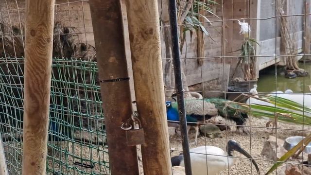 Мальта.Зоопарк.Wildlife Park Malta.Стоит ли ехать в этот зоопарк?Что посмотреть на Мальте?Влог