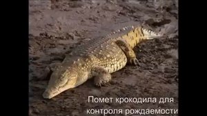 Мед двадцатка #1. Странное лечение в истории