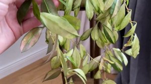 Шикарная блондинка hoya walliniana variegata
