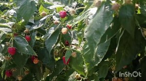 ДЕЛЬНИВА - ранний и очень вкусный ремонтантный сорт малины. МАЛИНА ДЕЛНИВА. #дельнива #делнива