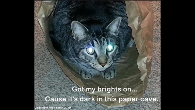 Petunia the Amazing Cat