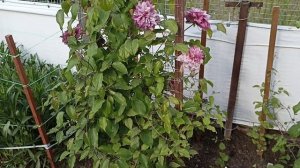 Клематис Патрисия Энн Фретвелл . Clematis Patricia Ann Fretwell . Английский сорт клематиса.