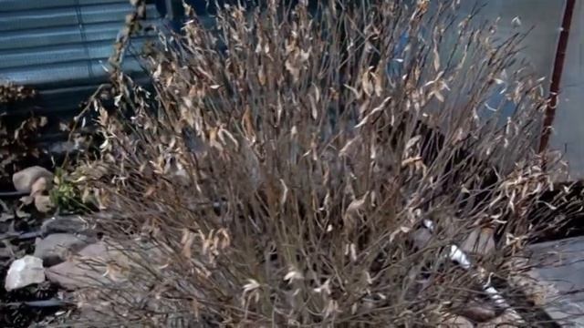 Ива козья и шаровидная. Как увеличить рост ивы на штамбе. смотреть онлайн