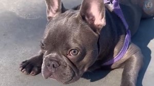 Французский Бульдог – Забавный Добряк с Бойцовскими Предками