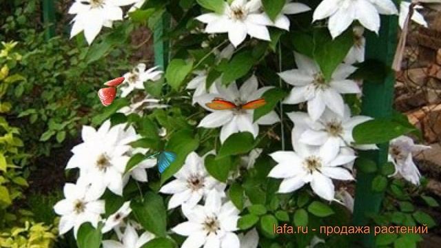 Клематис крупноцветковый Сноу Квин ? обзор: как сажать, саженцы клематиса Сноу Квин смотреть онлайн