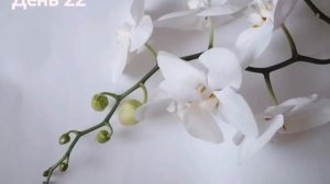 Как распускается орхидея