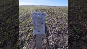 С какой нормой сеять озимую пшеницу в Башкирии?  Большой опыт.