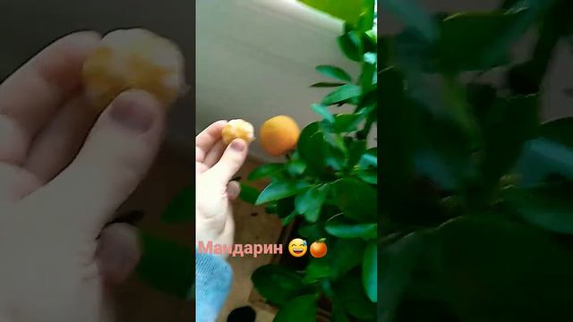 #мандарин #плоды#цветок#дерево🍊