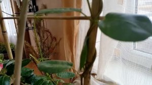 Дипладения. Перемена условий выращивания  (Мандевиллы)