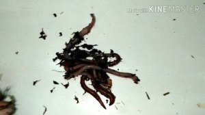 Расселение малька Дендробены, основа конский навоз.