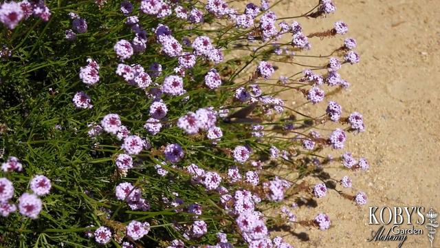 Verbena lilacina 'De La Mina' (Cedros Island Verbena) смотреть онлайн