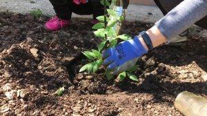 Кобея / Выращивание из семян / Посадка в открытый грунт / Цветение