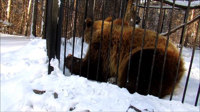 Бурые медведи Валя ,Малышка,Алтай.Не хотим спать!!! 1.02.18г. смотреть онлайн