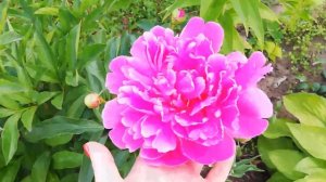 "Бабушкин" пион или пион, без названия