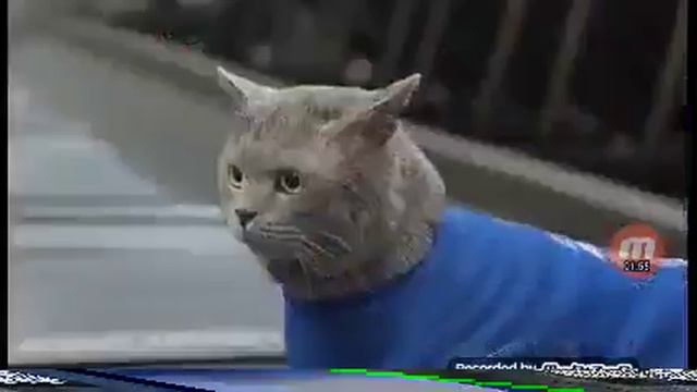 ? кот вратарь смотреть онлайн