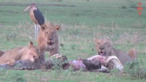 Хищники в деле, лев попался на клыки. Самые эпичные битвы диких животных за "5 минут"