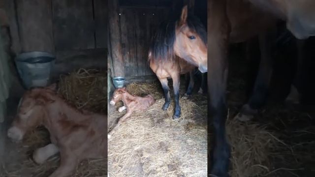 Рождение жеребенка. /Лошади/ смотреть онлайн