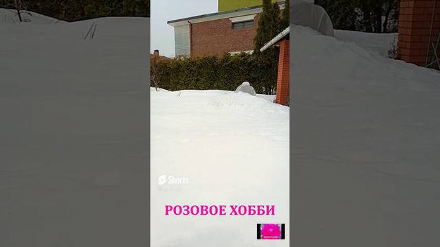 РОЗЫ. МАРТ. ПОДМОСКОВЬЕ