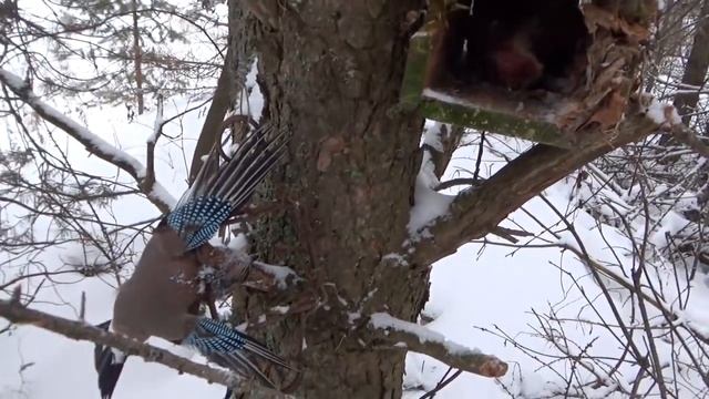 Охота на бобров капканами. смотреть онлайн