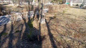 Как пересадить хвойные ? деревья