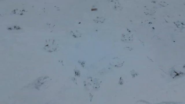 АМЕРИКАНСКИЙ БУЛЬДОГ. ОТВАЖНЫЕ ЩЕНКИ. смотреть онлайн