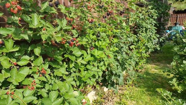 1.08.22 Ежевика в Подмосковье смотреть онлайн