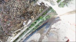 ПЕРВАЯ подкормка ГОЛУБИКИ и КЛЮКВЫ весной.FIRST top dressing BLUEBERRIES and Cranberries