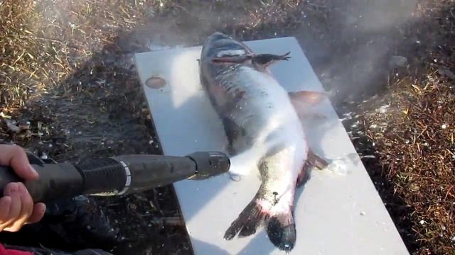 Как быстро почистить рыбу