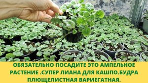 Обязательно посадите.Супер ампельное растение затмит своей красотой.Будра вариегатная. Зимний уход.