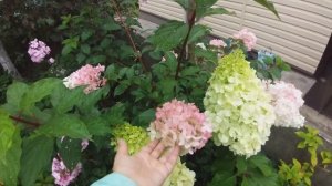 Метельчатая гортензия ВАнила Фрайз и Мэджикал Мунлайт