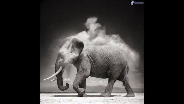 Elefante (demo instrumental) смотреть онлайн