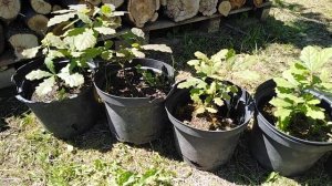 Дуб из желудей Вырастить дерево   Мой опыт