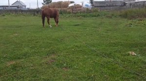 Как держать лошадь на веревке круглый год.