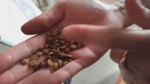 Сухой корм для собак Nature's Protection Adult Mini Lamb