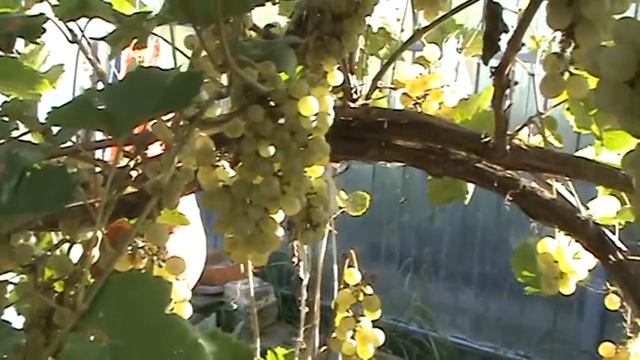 Урожай винограда в теплице и на улице.2016 год смотреть онлайн
