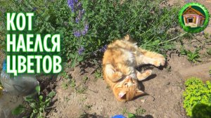 Даже коты любят цветы. Делаю новую клумбу. 289 серия
