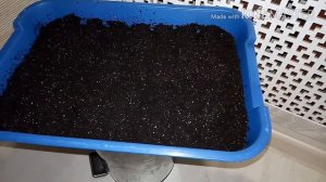 СЕЕМ ГВОЗДИКА КИТАЙСКАЯ МАХРОВАЯ МИКС 18.02.2018