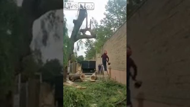 дерево (1) смотреть онлайн