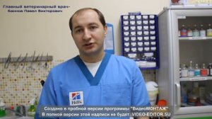 Вы подобрали котенка на улице, что делать дальше?