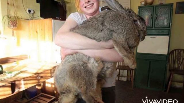 ЭТО Нужно Видеть! Топ-10 Самых Анамально Больших Животных, Снятых На Камеру