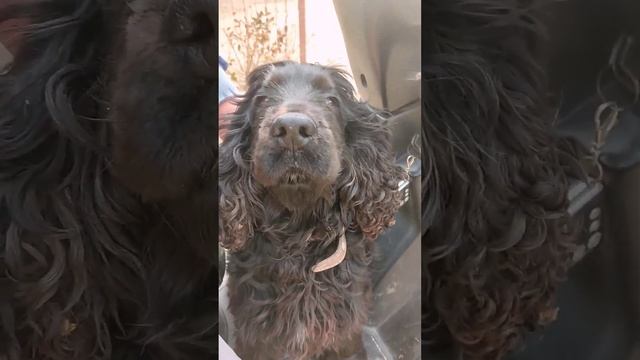 БЛИНОВ ХОЧУ! #друг#спаниель#кокер#собака смотреть онлайн