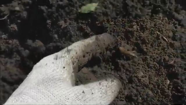 Вредная медведка в огороде смотреть онлайн