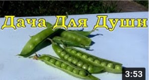 Сеем ГОРОШЕК на второй урожай ???