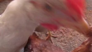 Наши курочки Иза Браун .